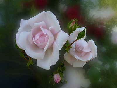 Romantiska rosor